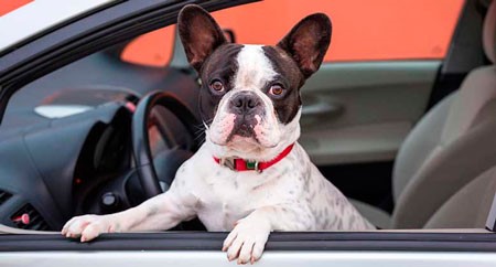 Ramiro Francisco Helmeyer Quevedo-Cómo transportar a tu mascota en tu auto, según la ley en Estados Unidos-1